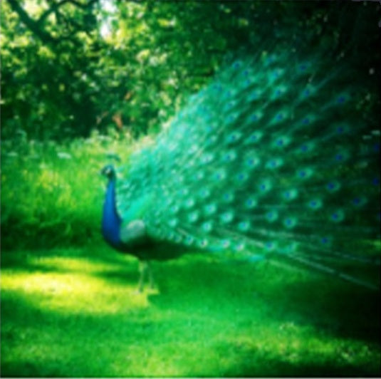 Diamond Painting Animals and Plants Cross Stitch Picture DIY Wall Art Kit for Home Decoration