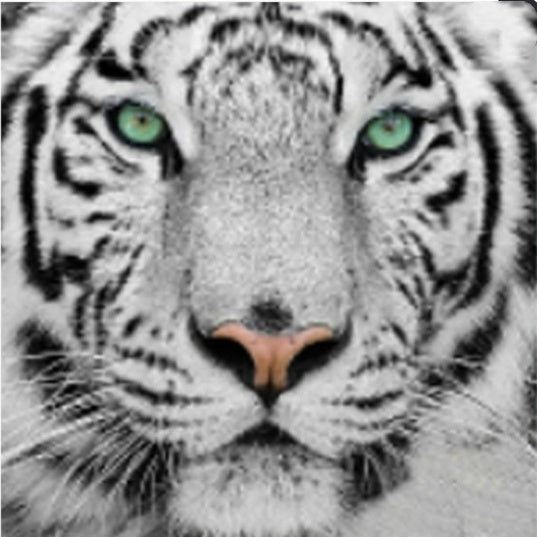 Diamond Painting Animals and Plants Cross Stitch Picture DIY Wall Art Kit for Home Decoration